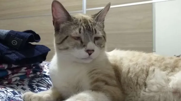 Gato ra a SRD idade 2 anos nome Theo