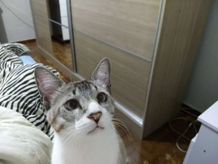 Gato ra a SRD idade 2 anos nome Theo