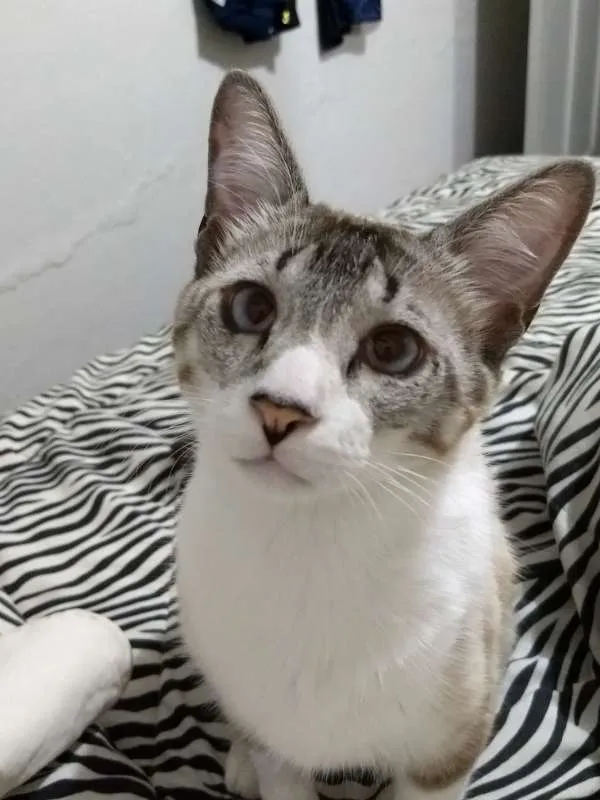 Gato ra a SRD idade 2 anos nome Theo