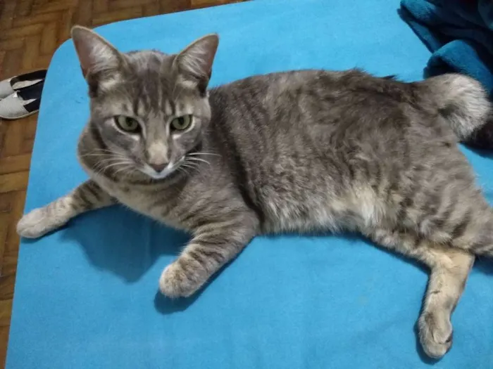Gato ra a SRD idade 2 anos nome Theo