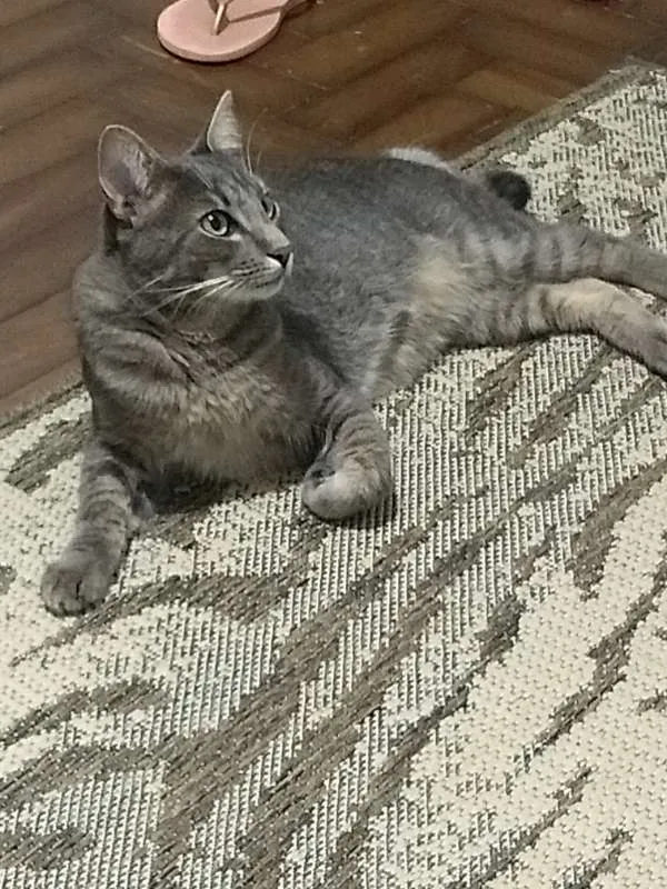 Gato ra a SRD idade 2 anos nome Theo