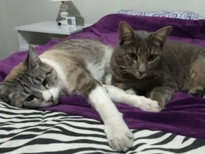 Gato raça SRD idade 2 anos nome Theo