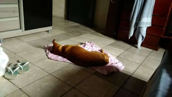 Cachorro ra a Vira lata idade 2 anos nome Não sei o nome 