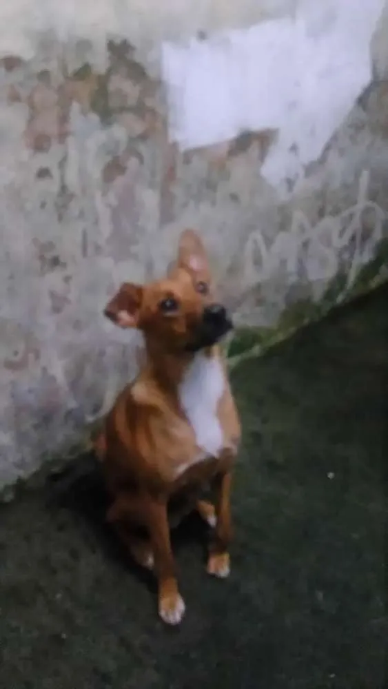 Cachorro ra a Vira lata idade 2 anos nome Não sei o nome 