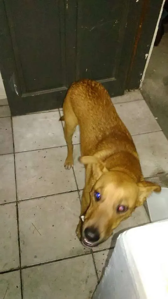 Cachorro ra a Vira lata idade 2 anos nome Não sei o nome 