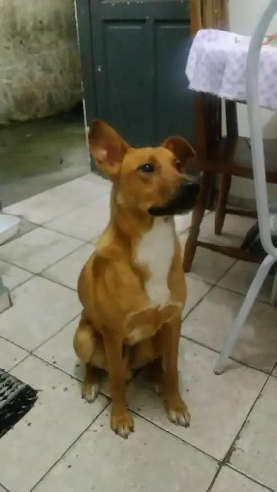 Cachorro ra a Vira lata idade 2 anos nome Não sei o nome 