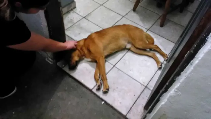 Cachorro ra a Vira lata idade 2 anos nome Não sei o nome 