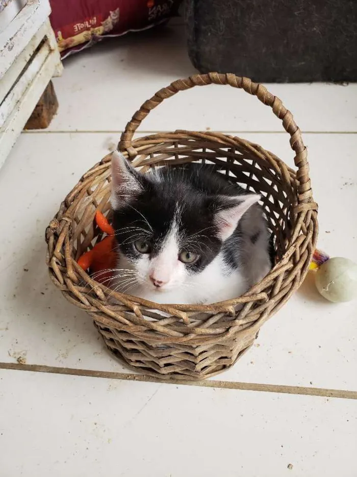 Gato ra a Srd idade 2 a 6 meses nome Sem nome