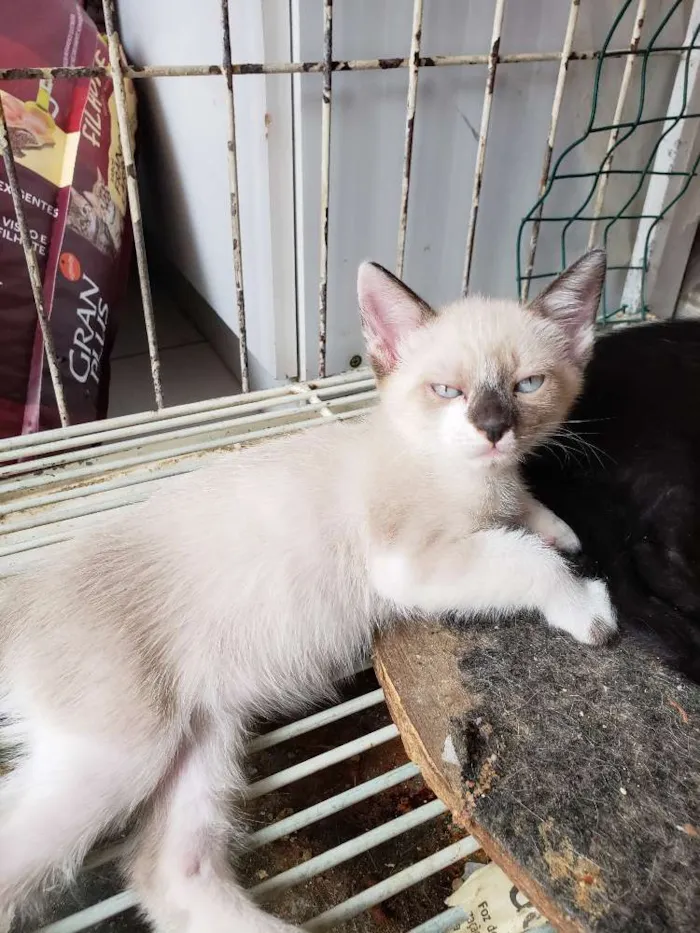 Gato ra a Srd idade 2 a 6 meses nome Sem nome