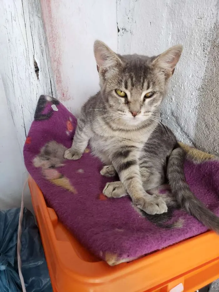 Gato ra a Srd idade 2 a 6 meses nome Sem nome