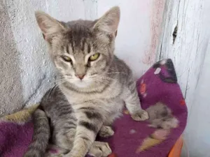 Gato raça Srd idade 2 a 6 meses nome Sem nome