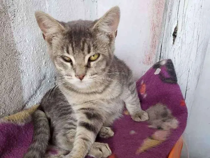 Gato ra a Srd idade 2 a 6 meses nome Sem nome