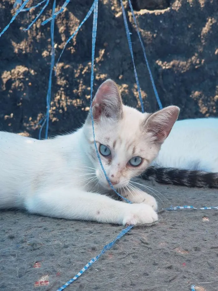 Gato ra a Srd idade 2 a 6 meses nome Sem nome