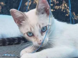 Gato raça Srd idade 2 a 6 meses nome Sem nome