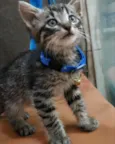 Tico 