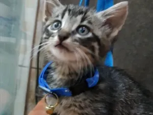 Gato raça SRD idade 2 a 6 meses nome Tico 