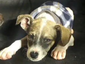 Cachorro raça SRD idade 2 a 6 meses nome Bob 