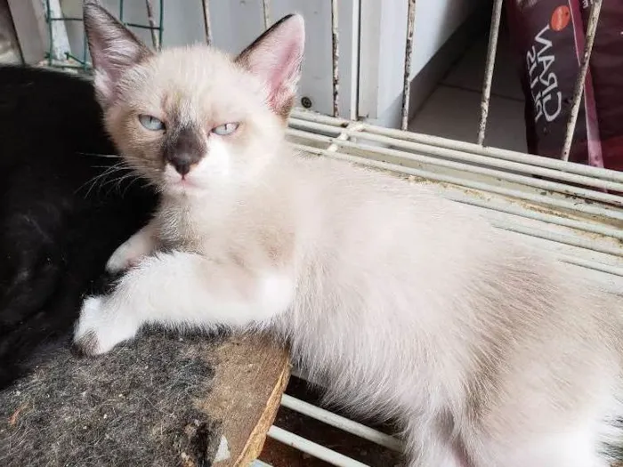 Gato ra a Srd idade 2 a 6 meses nome Sem nome