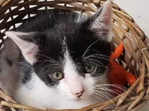 Gato raça Srd idade 2 a 6 meses nome Sem nome