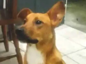 Cachorro raça Vira lata idade 2 anos nome Não sei o nome 