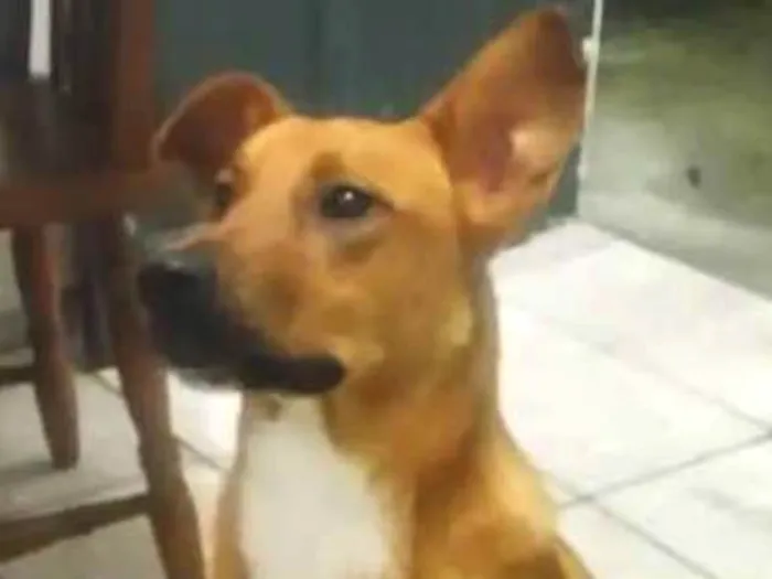 Cachorro ra a Vira lata idade 2 anos nome Não sei o nome 