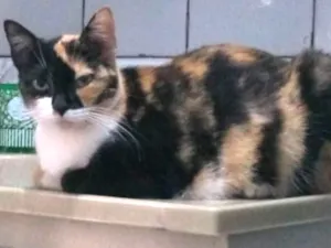 Gato raça srd idade 2 anos nome Penny