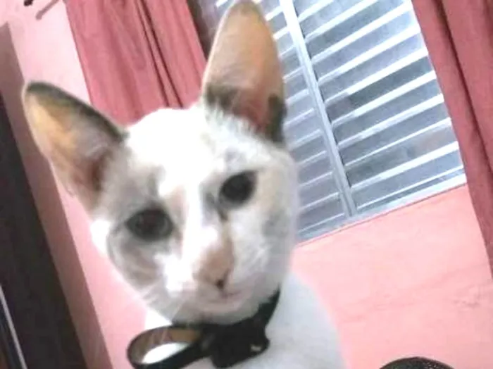 Gato ra a srd idade 2 anos nome Molly