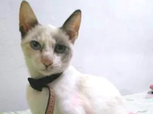 Gato raça srd idade 2 anos nome Molly