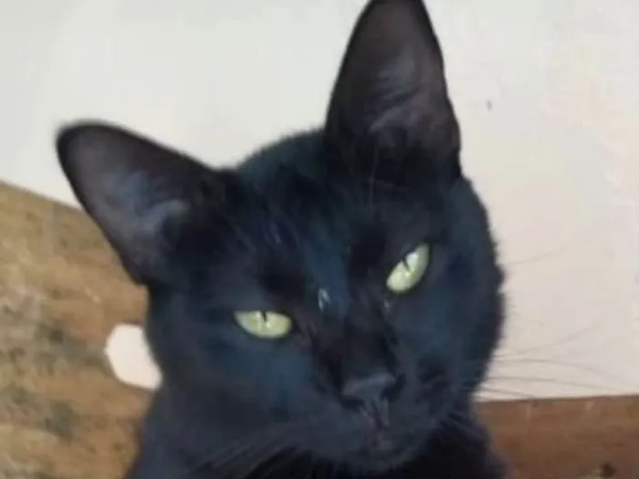 Gato raça srd idade 2 anos nome Pitika