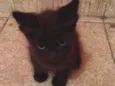 Tica