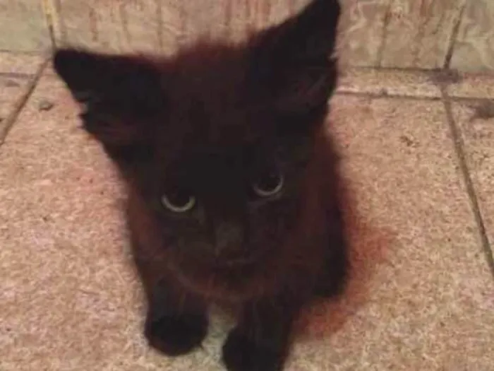 Gato ra a srd idade 2 a 6 meses nome Tica