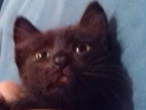 Gato raça srd idade 2 a 6 meses nome Tica