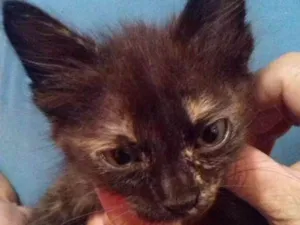 Gato raça srd idade 2 a 6 meses nome Mel