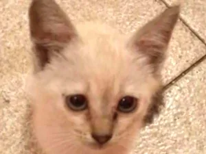 Gato raça srd idade 2 a 6 meses nome Nina