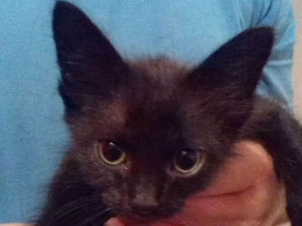 Gato ra a srd idade 2 a 6 meses nome Tutti