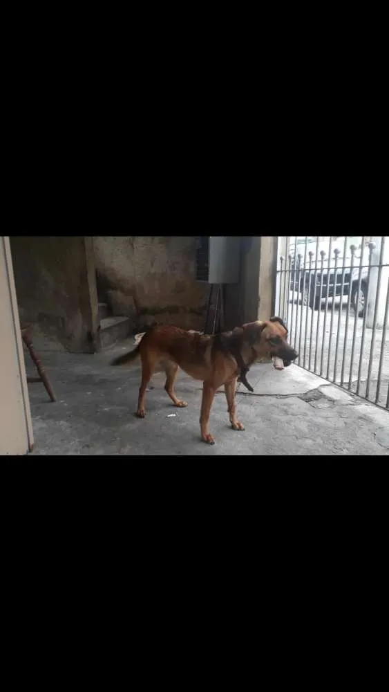 Cachorro ra a Vira lata idade 1 ano nome Minnie mauhinne