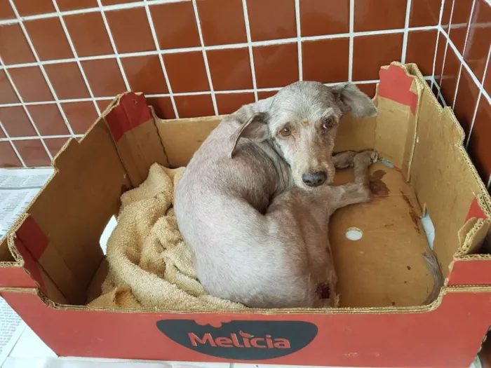 Cachorro raça Poodle ,médio  idade 6 ou mais anos nome Estrela