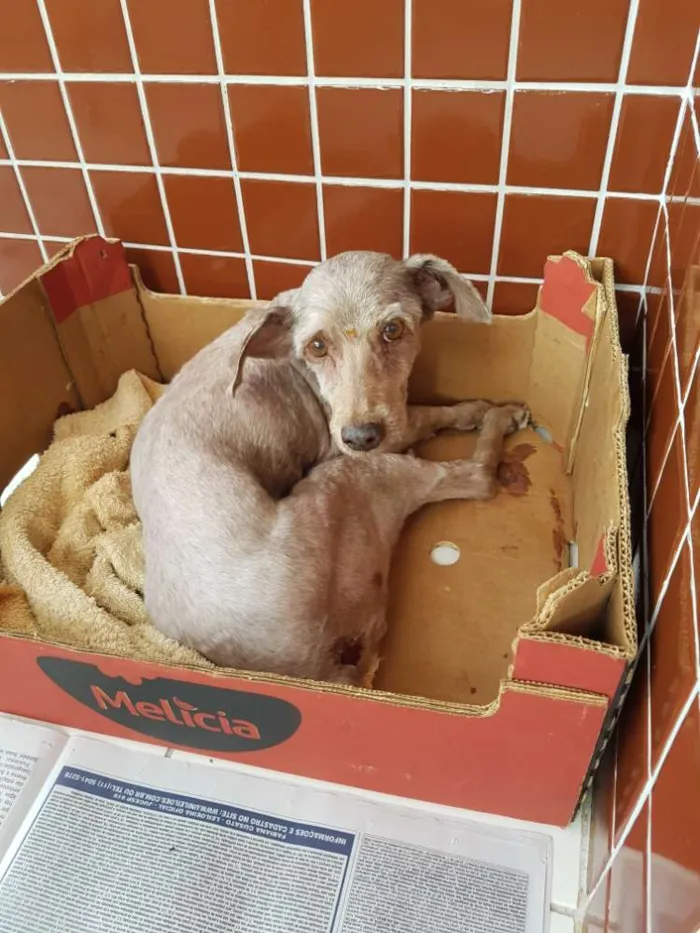 Cachorro raça Poodle ,médio  idade 6 ou mais anos nome Estrela