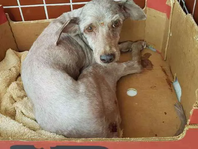 Cachorro raça Poodle ,médio  idade 6 ou mais anos nome Estrela