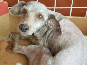 Cachorro raça Poodle ,médio  idade 6 ou mais anos nome Estrela