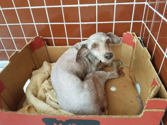 Cachorro raça Poodle ,médio  idade 6 ou mais anos nome Estrela