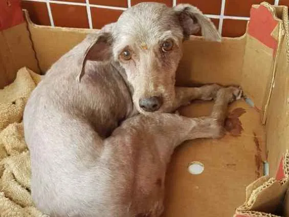 Cachorro raça Poodle ,médio  idade 6 ou mais anos nome Estrela