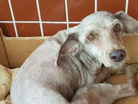 Cachorro raça Poodle ,médio  idade 6 ou mais anos nome Estrela