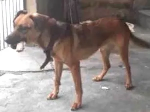 Cachorro raça Vira lata idade 1 ano nome Minnie mauhinne
