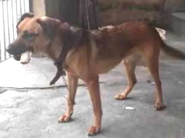 Cachorro ra a Vira lata idade 1 ano nome Minnie mauhinne