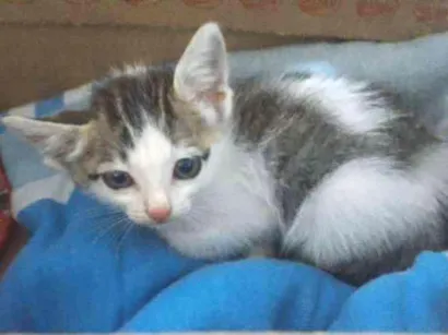Gato raça Viralata  idade 2 a 6 meses nome Sem nome 