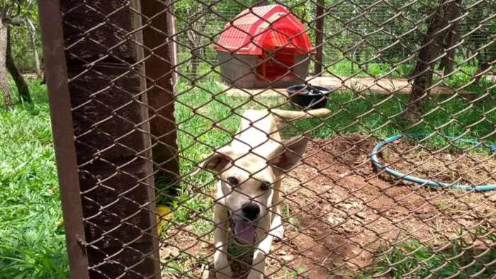 Cachorro ra a Vira-lata idade 2 a 6 meses nome SEM NOME