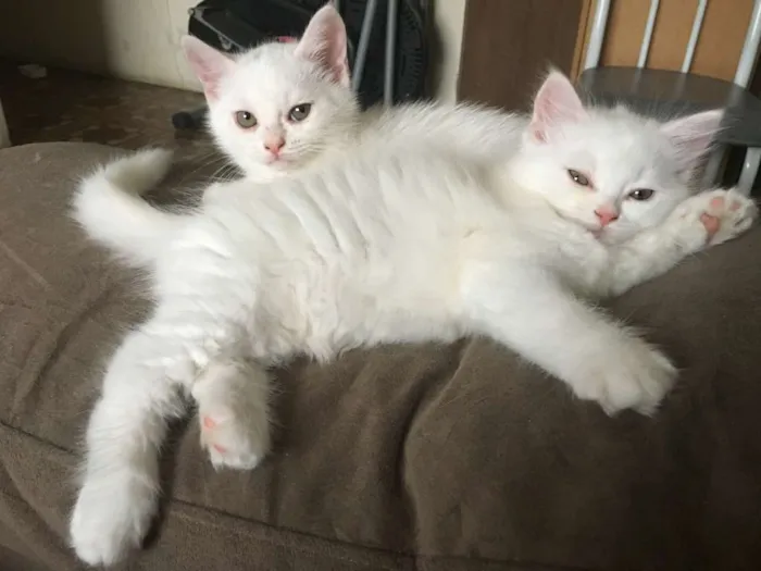 Gato ra a  idade Abaixo de 2 meses nome Sem nome 2