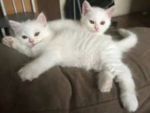 Gato raça  idade Abaixo de 2 meses nome Sem nome 2