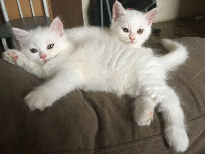Gato ra a  idade Abaixo de 2 meses nome Sem nome 2